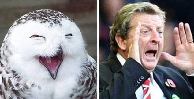 Sự giống nhau đến kỳ lạ giữa HLV Roy Hodgson khi la hét trên đường pitch và chim cú khi kêu